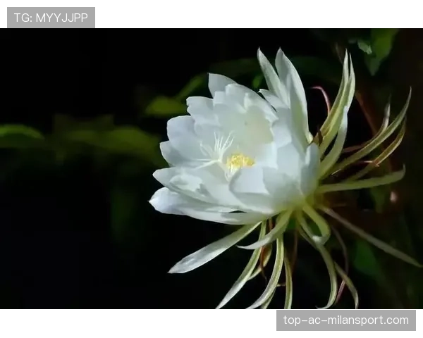 出道即巅峰的昙花一现，出道即巅峰的小花